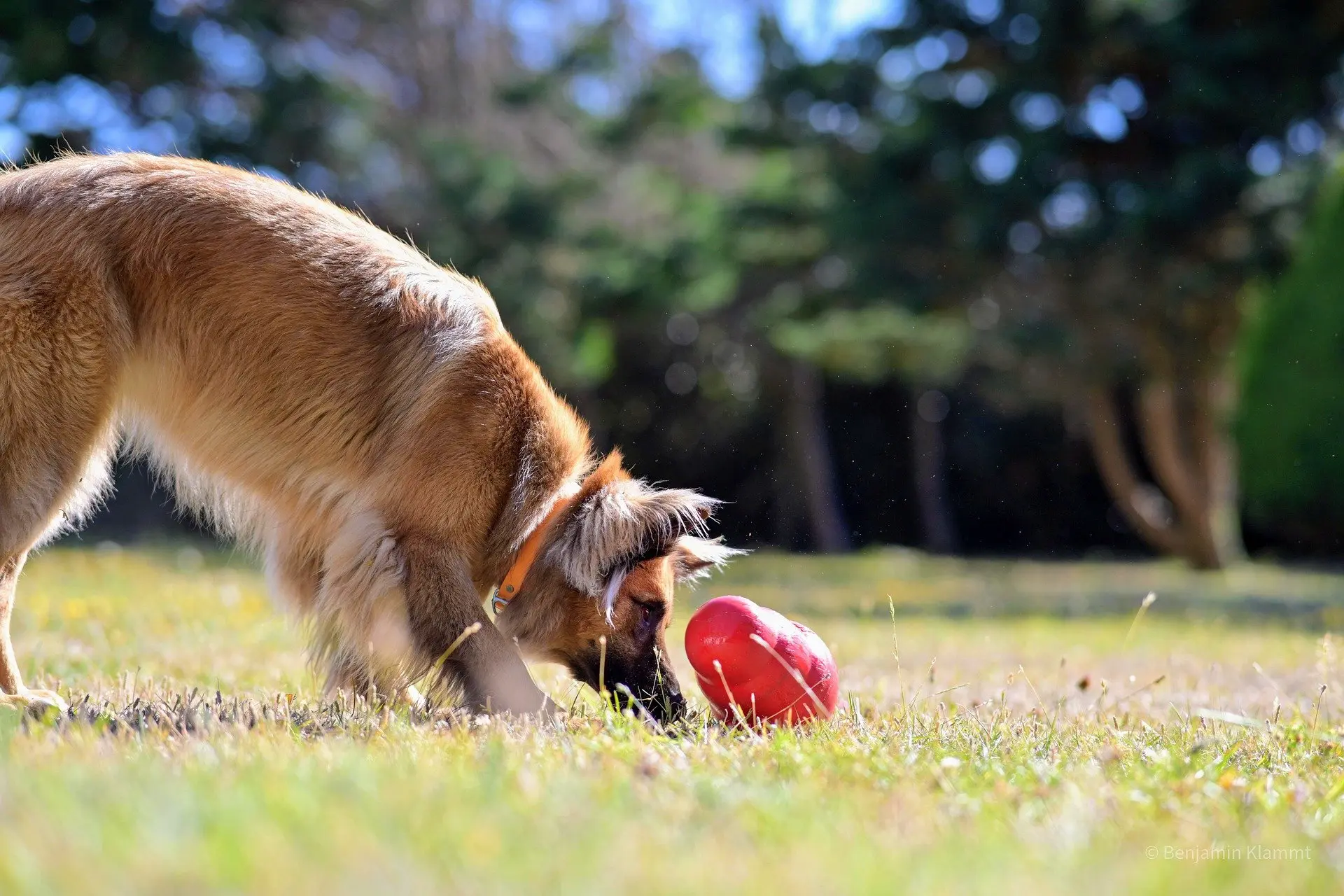 5 Essential Dog Collar Safety Tips